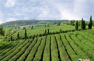 从默默无闻到家喻户晓：南京如何打造'雨花茶'