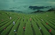 浙江借国际茶叶博览会之力，提升展会经济的效益