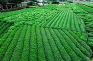 龙井：中国绿茶的瑰宝