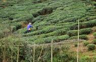 黄山毛峰：手工精制茶叶的典范