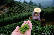 十三个省份的茶叶品种大比拼，你的家乡上榜了吗？快来投票吧！