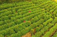 洞庭山的碧螺春：茶叶采摘季的盛大开启