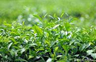 中国茶的种类繁多，你能记住多少？