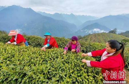 西藏墨脱春季茶园迎来繁忙采摘期